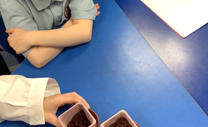 Image of Our germinating plant investigation in Science.