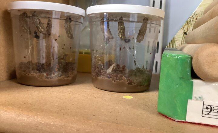 Image of All of our caterpillars have made their cocoons.