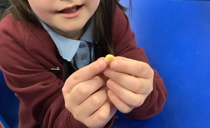 Image of Our topic this term in Science is Plants. We sorted the different types of seeds and then did an investigation using a dry and soaked seed to spot the similarities and differences. Here we are opening the seed to investigate the different parts inside.