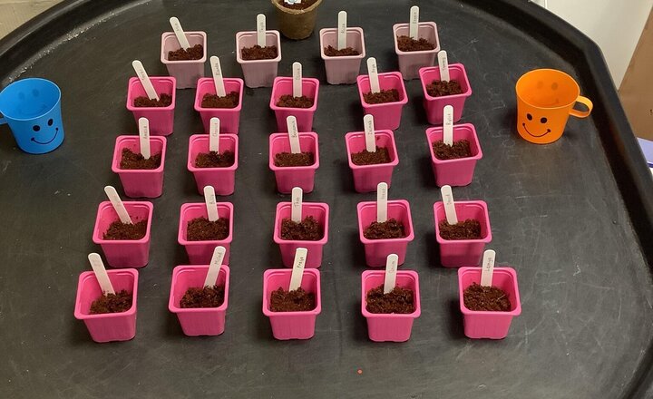 Image of Year 1 have been planting seeds in Science.